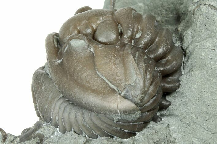 Wide Enrolled Flexicalymene Trilobite - Indiana #325794